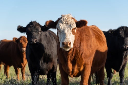 our family cattle awaiting sale