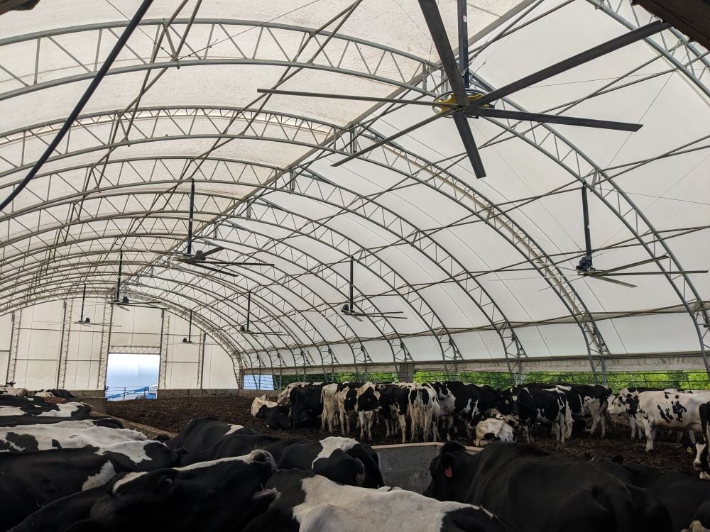 cattle in a large enclosed structure, awaiting sale