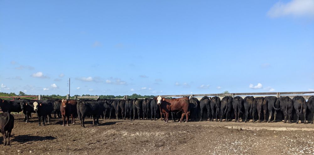 Our personal herd of cattle and connection to modern agriculture