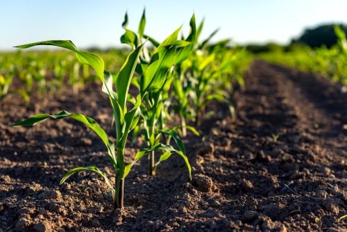 crops from our family farm sprouting from the ground